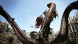 Игра Dragon&amp;#039;s Dogma: Dark Arisen [Nintendo Switch, английская версия] во Владивостоке